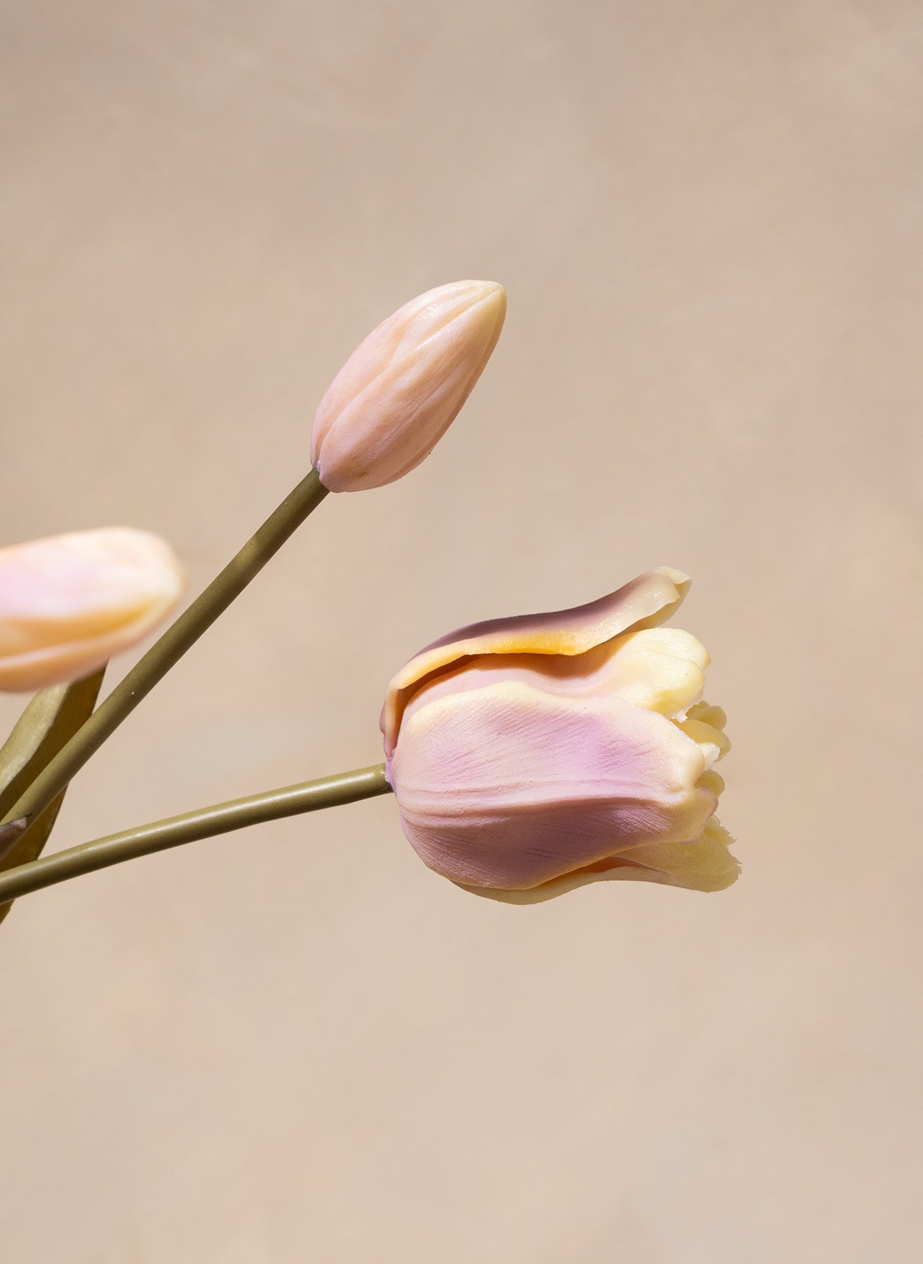Parrot Tulips - Violet