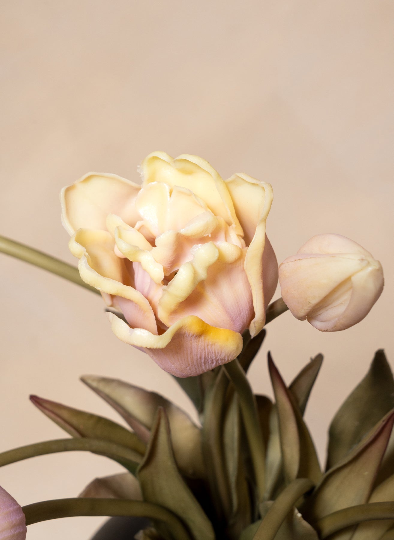 Parrot Tulips - Violet