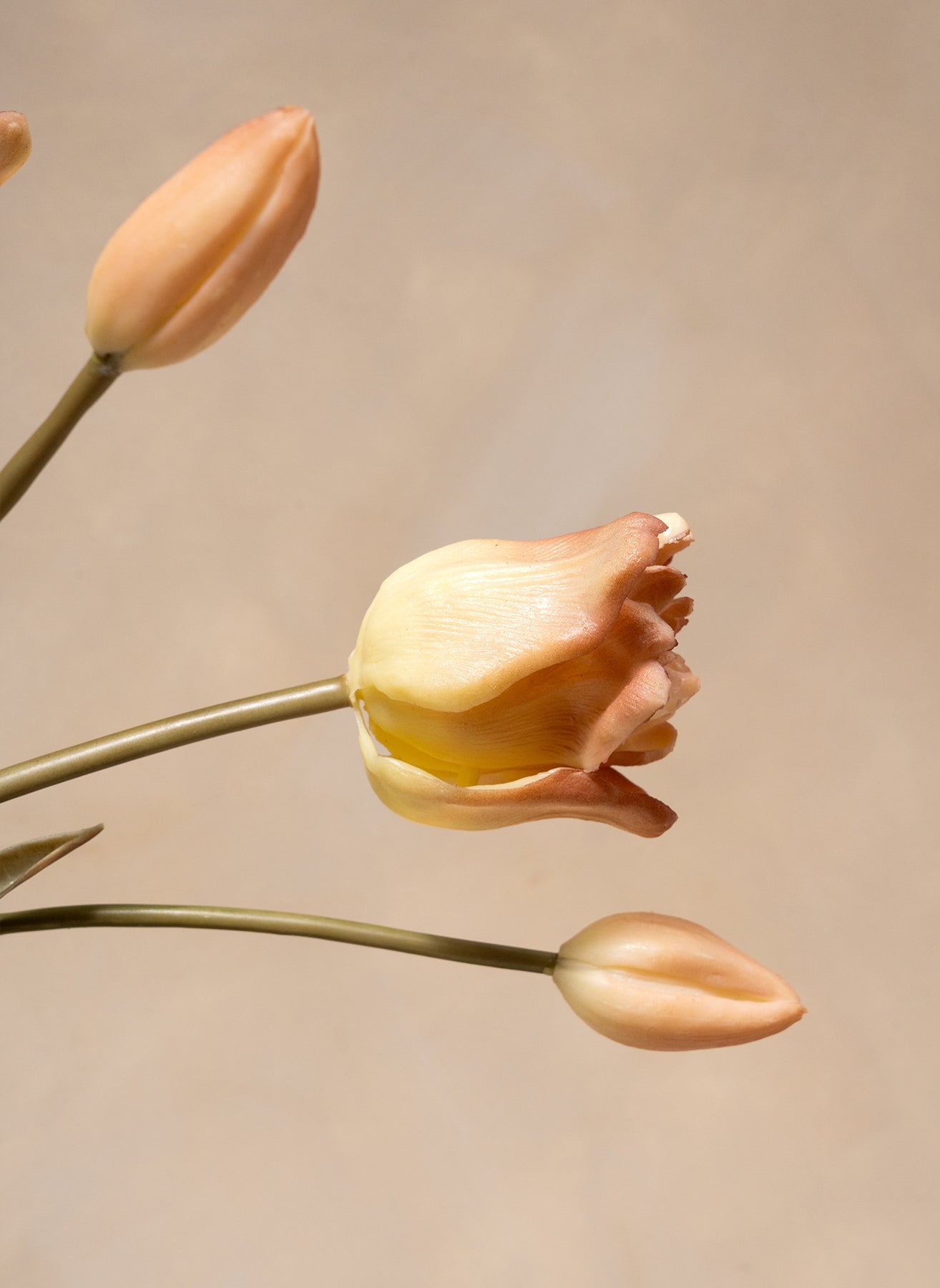 Parrot Tulips - Coffee