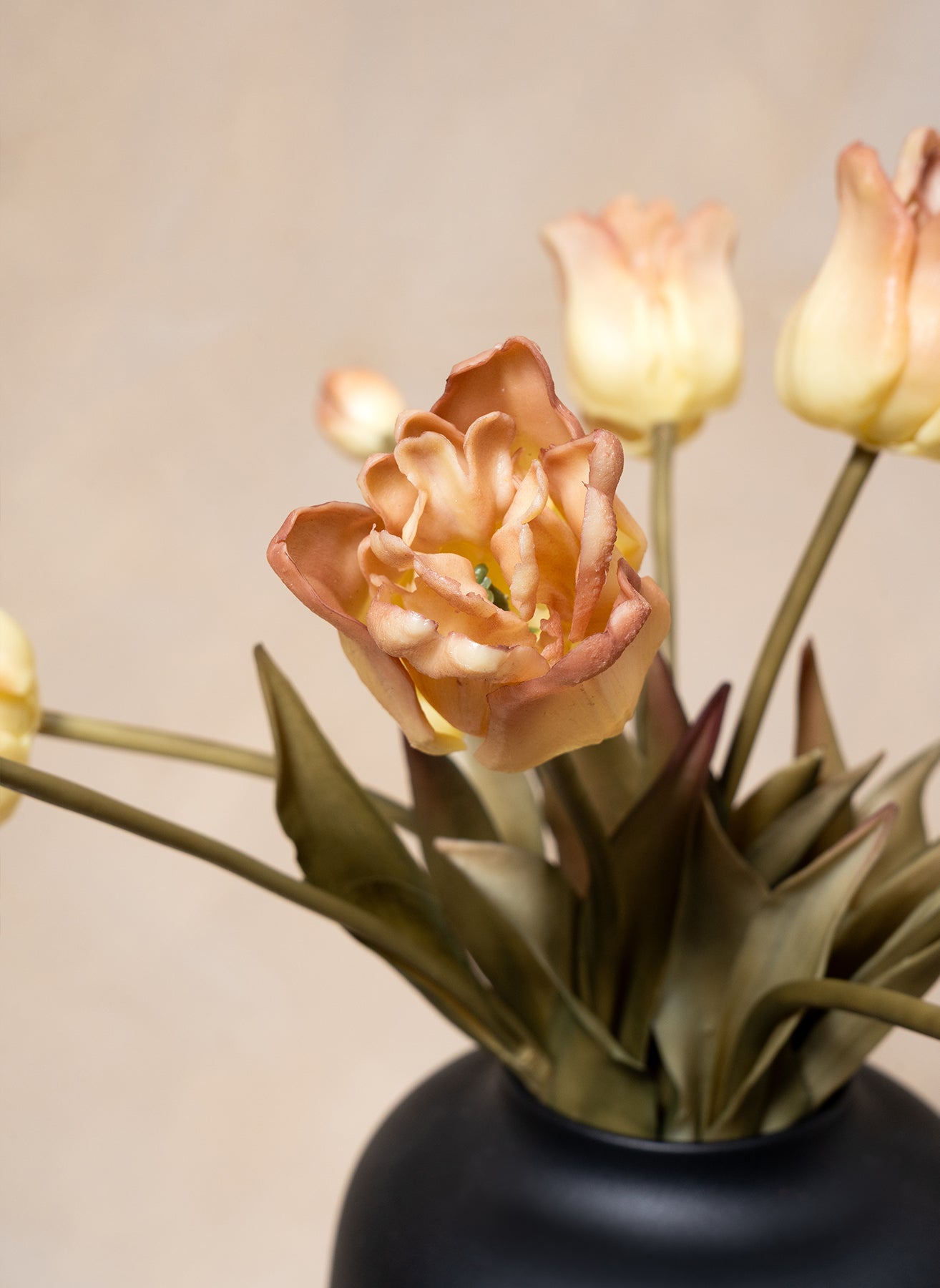 Parrot Tulips - Coffee