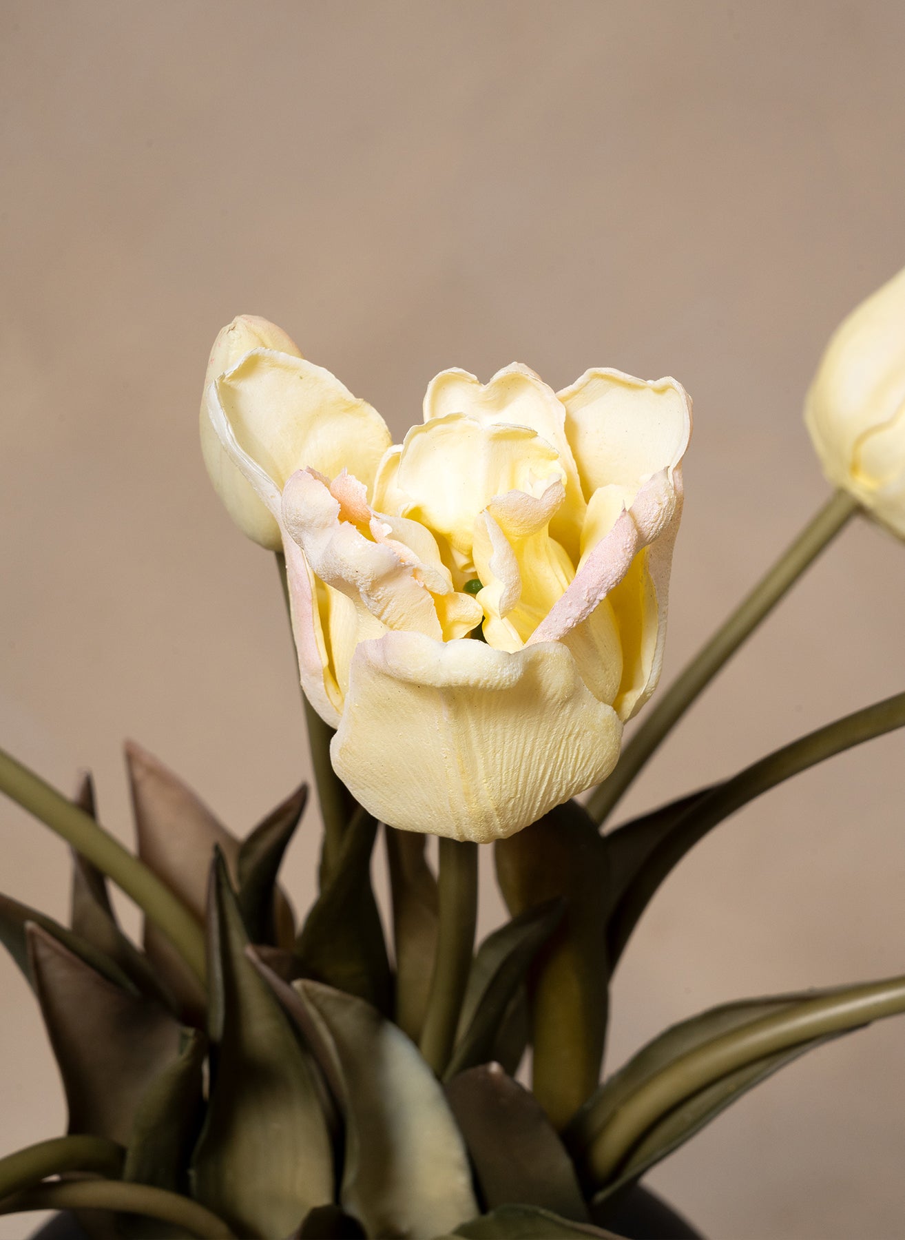 Parrot Tulips - White