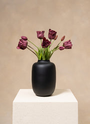 Parrot Tulips - Purple
