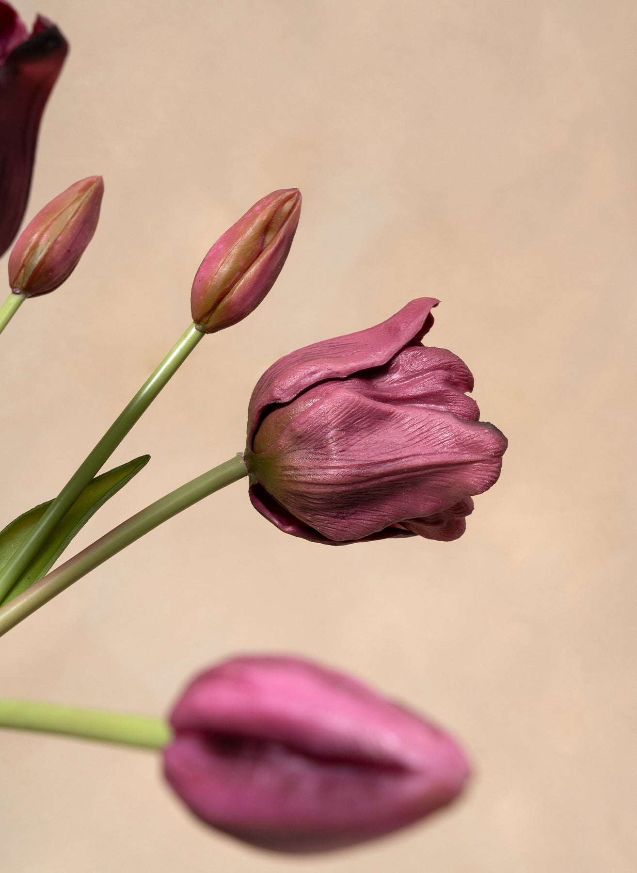 Parrot Tulips - Purple