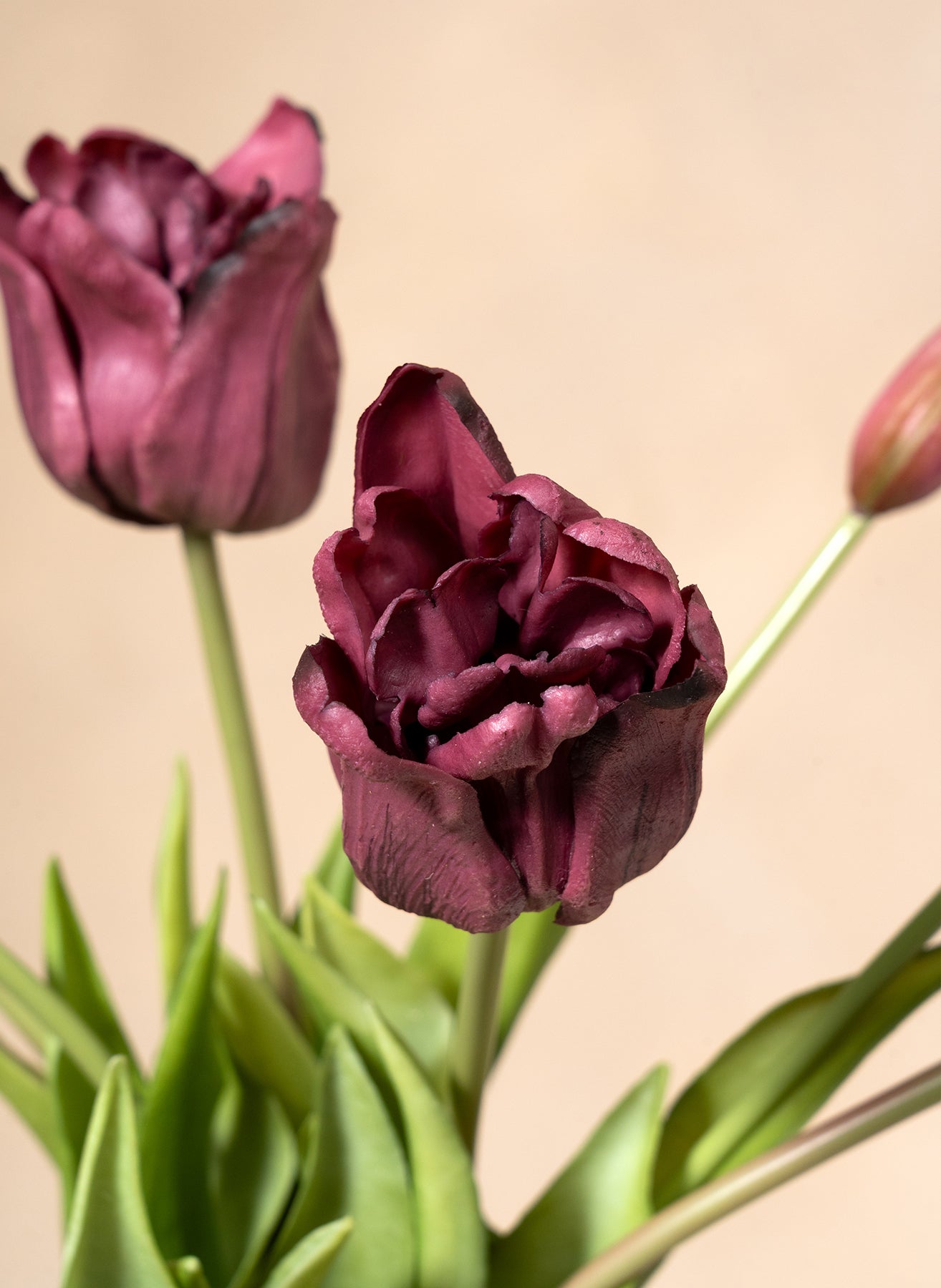 Parrot Tulips - Purple