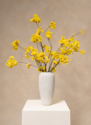 Winter Jasmine - Yellow