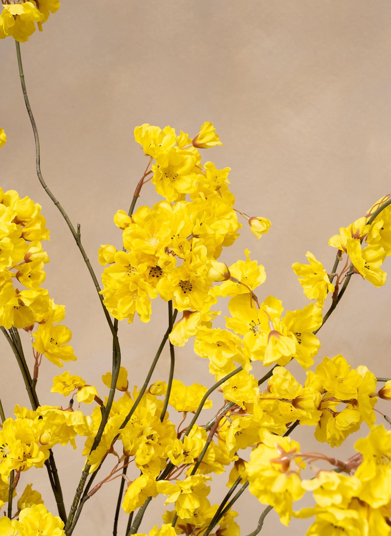 Winter Jasmine - Yellow