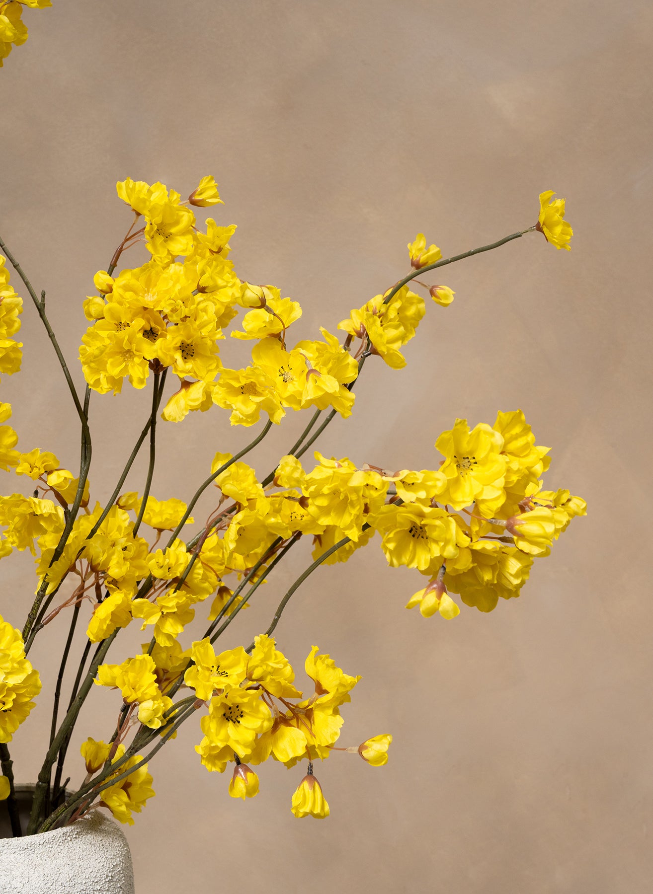 Winter Jasmine - Yellow